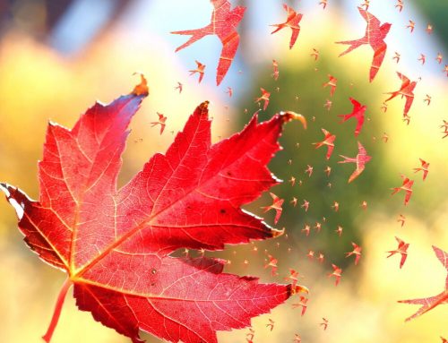 Акция «Дети вместо цветов»